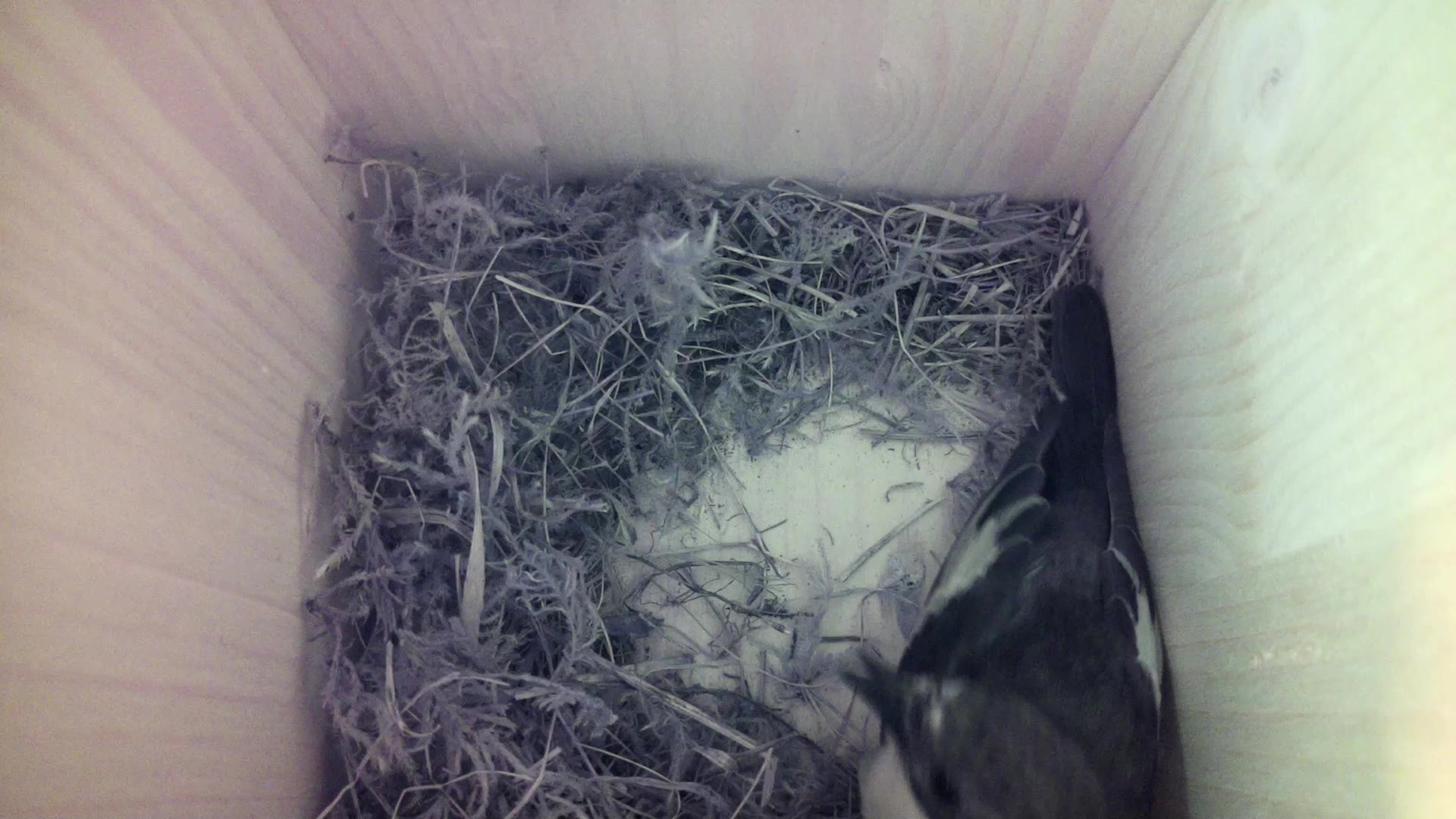 Aufnahme aus dem Vogelhaus