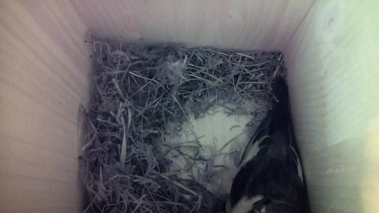 Aufnahme aus dem Vogelhaus