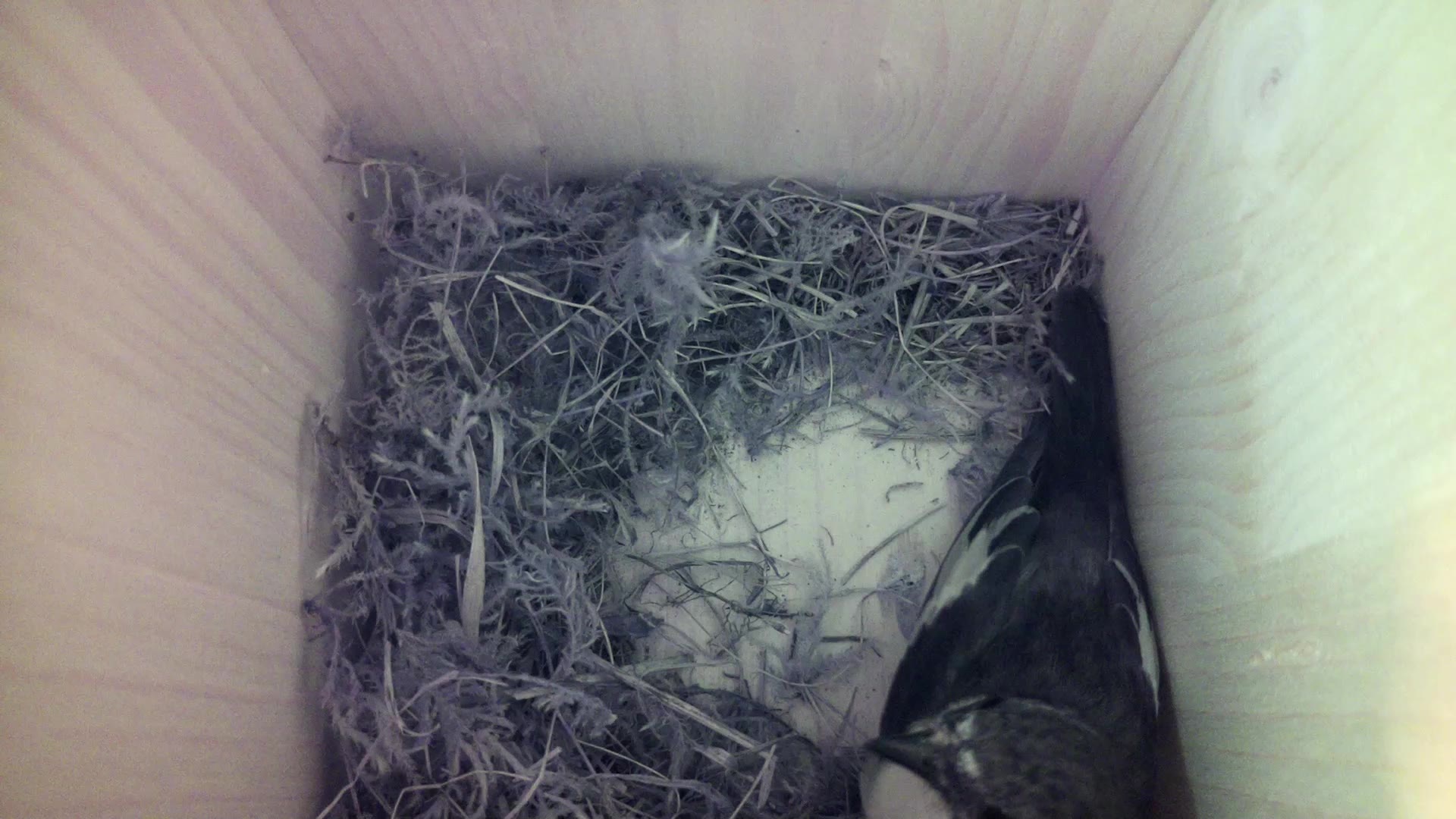 Aufnahme aus dem Vogelhaus