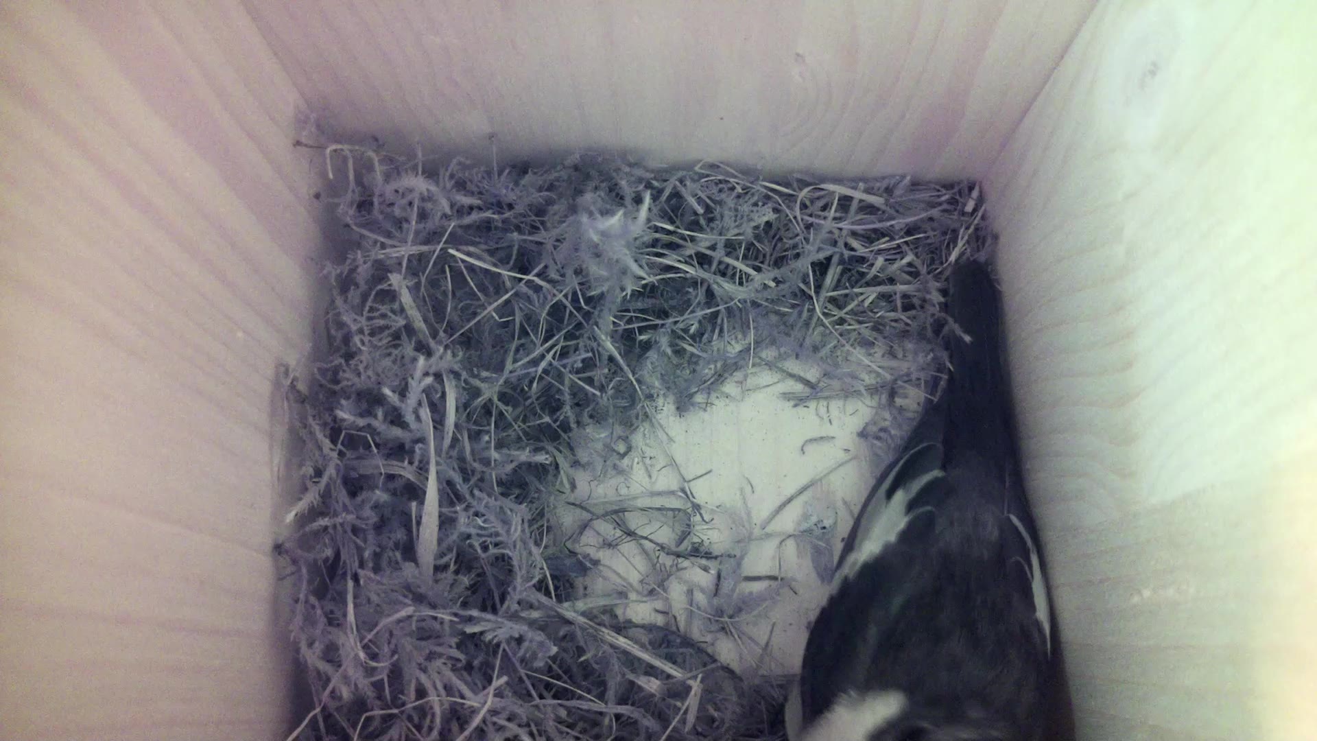 Aufnahme aus dem Vogelhaus