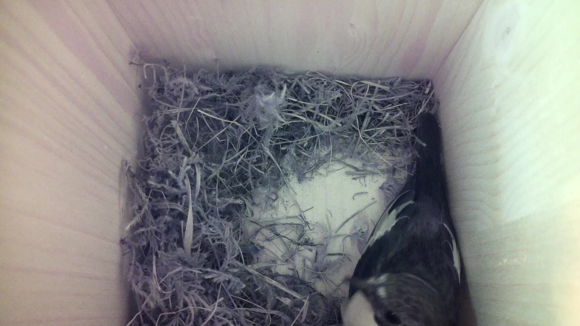 Aufnahme aus dem Vogelhaus
