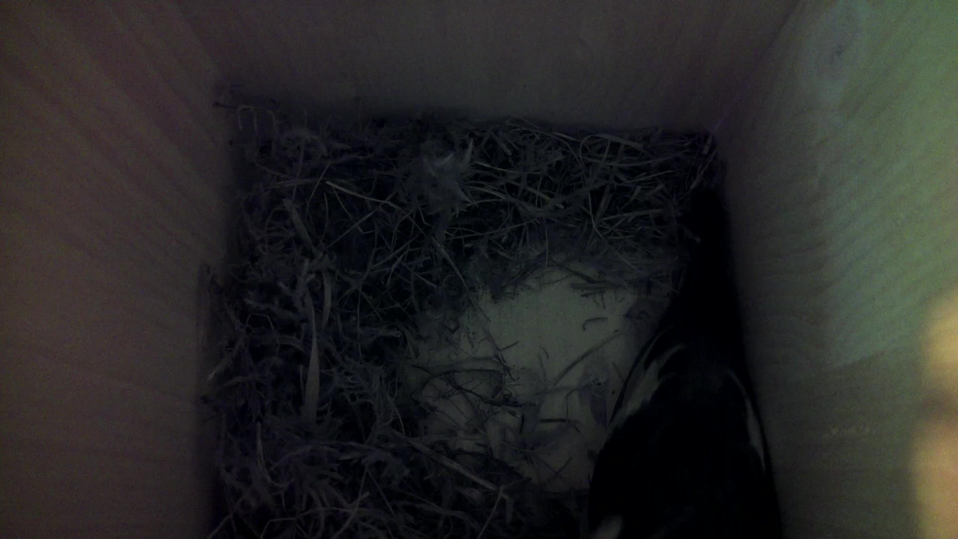 Aufnahme aus dem Vogelhaus