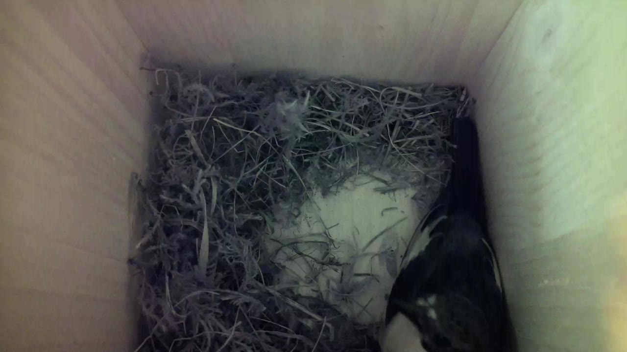Aufnahme aus dem Vogelhaus
