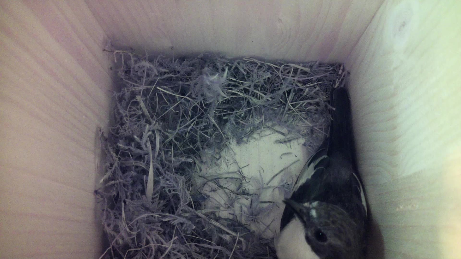 Aufnahme aus dem Vogelhaus