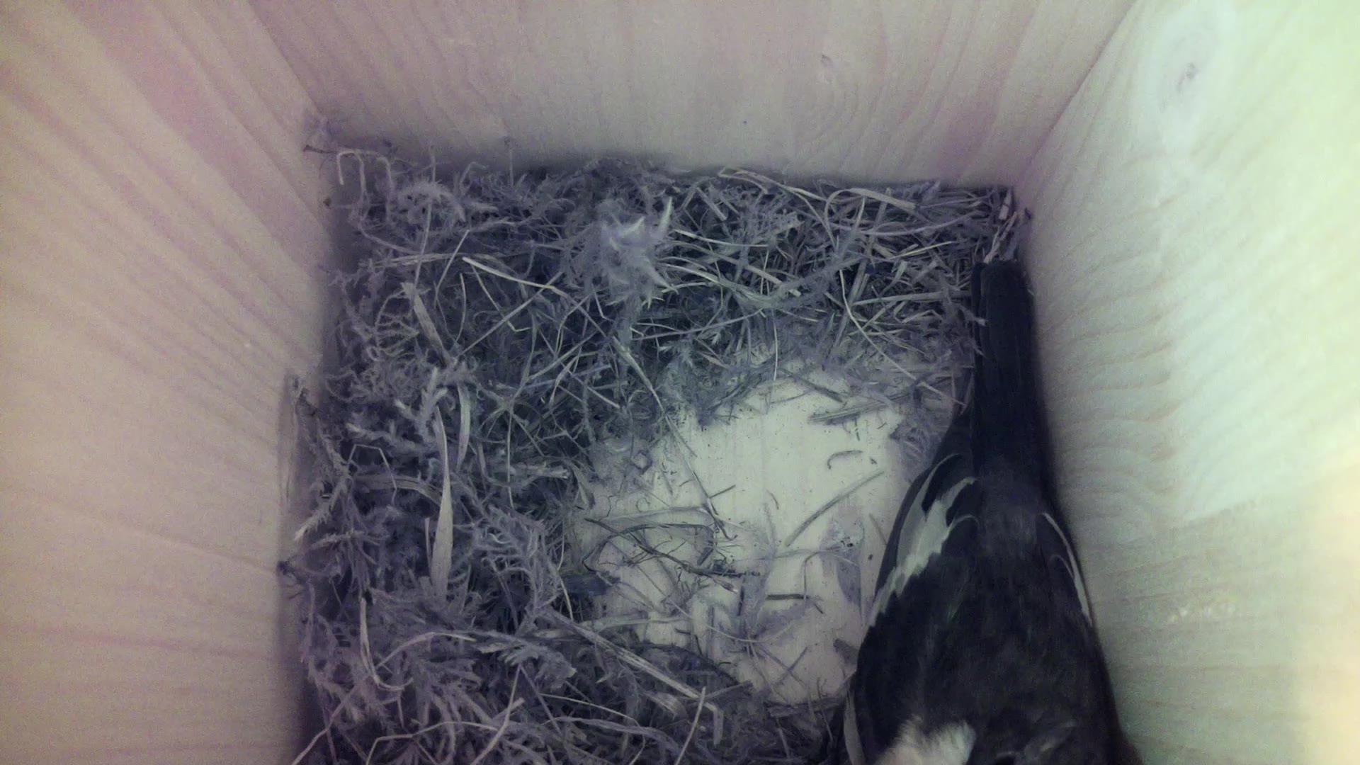 Aufnahme aus dem Vogelhaus