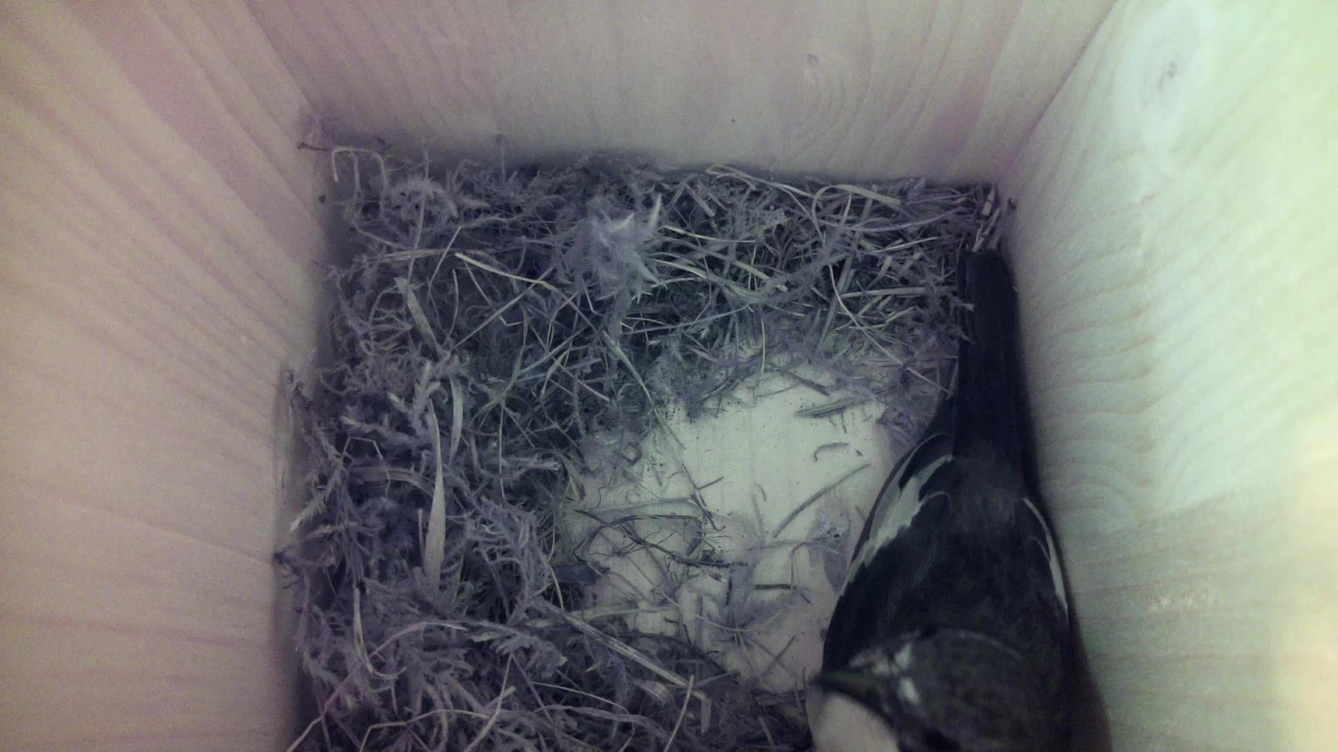 Aufnahme aus dem Vogelhaus