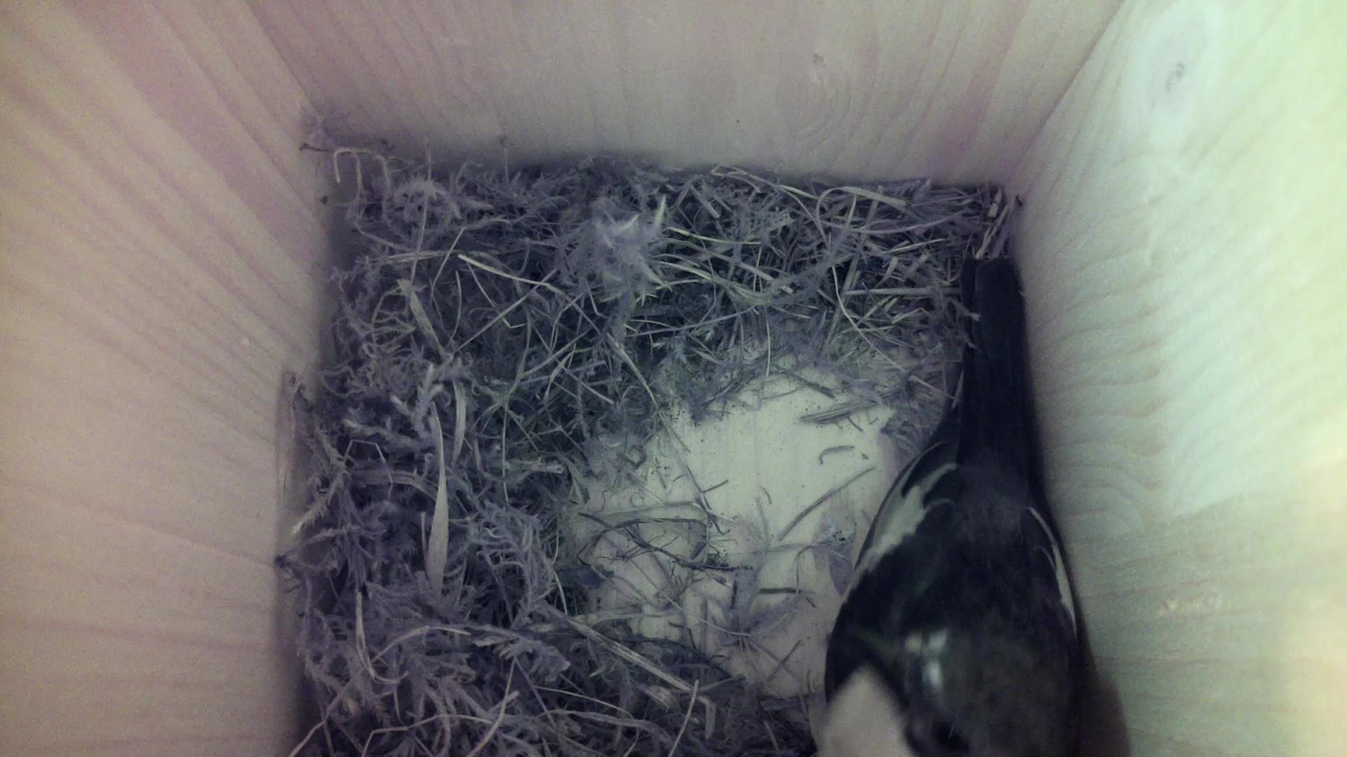 Aufnahme aus dem Vogelhaus