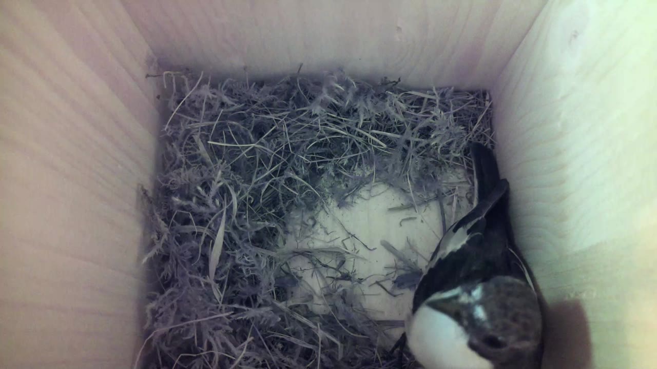Aufnahme aus dem Vogelhaus