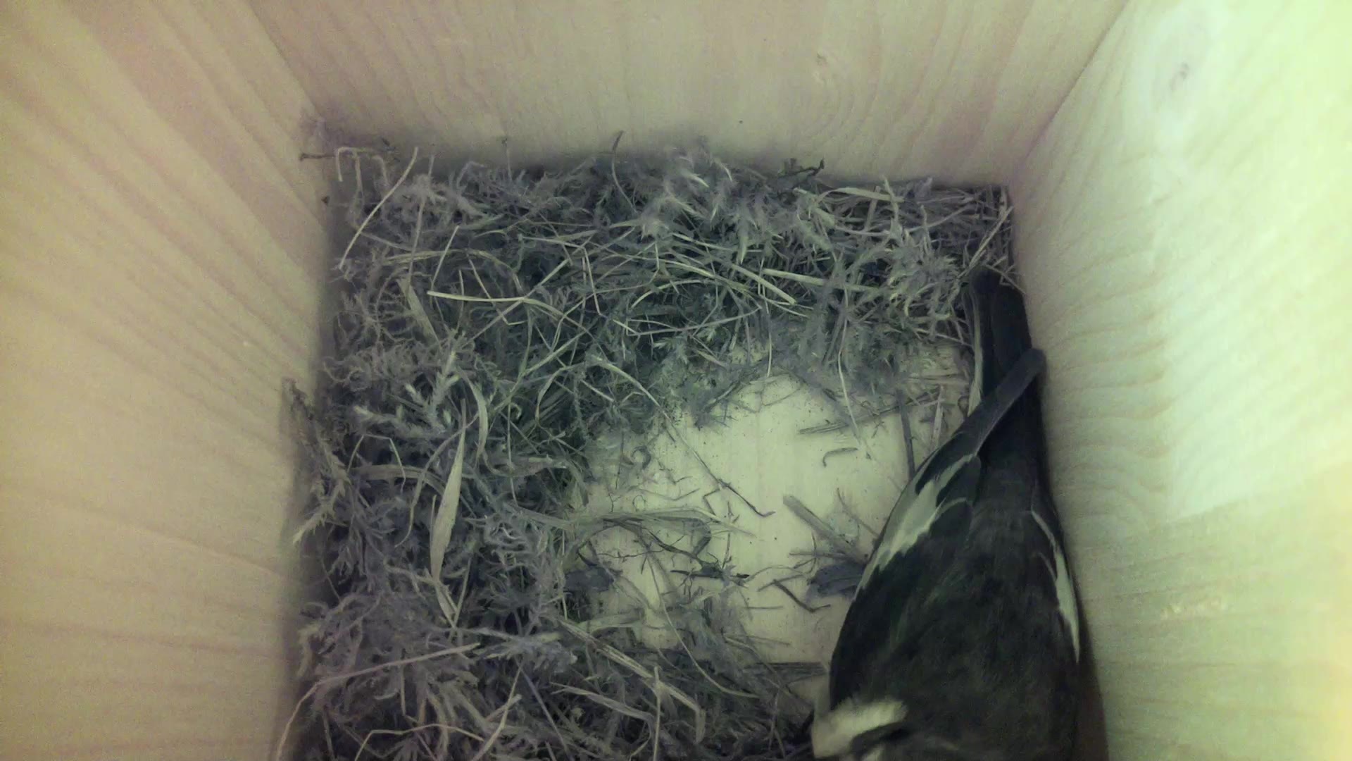 Aufnahme aus dem Vogelhaus