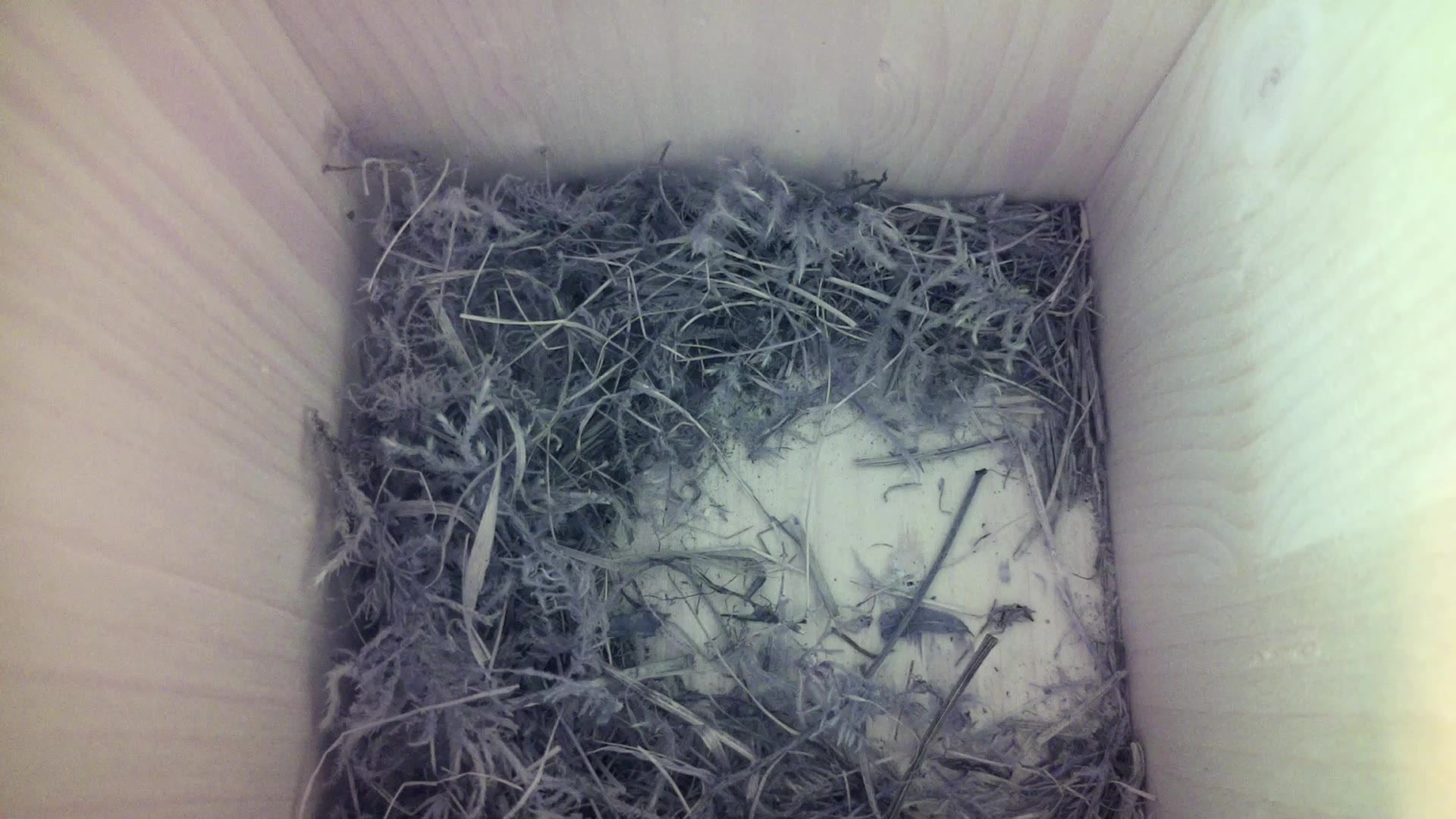 Aufnahme aus dem Vogelhaus