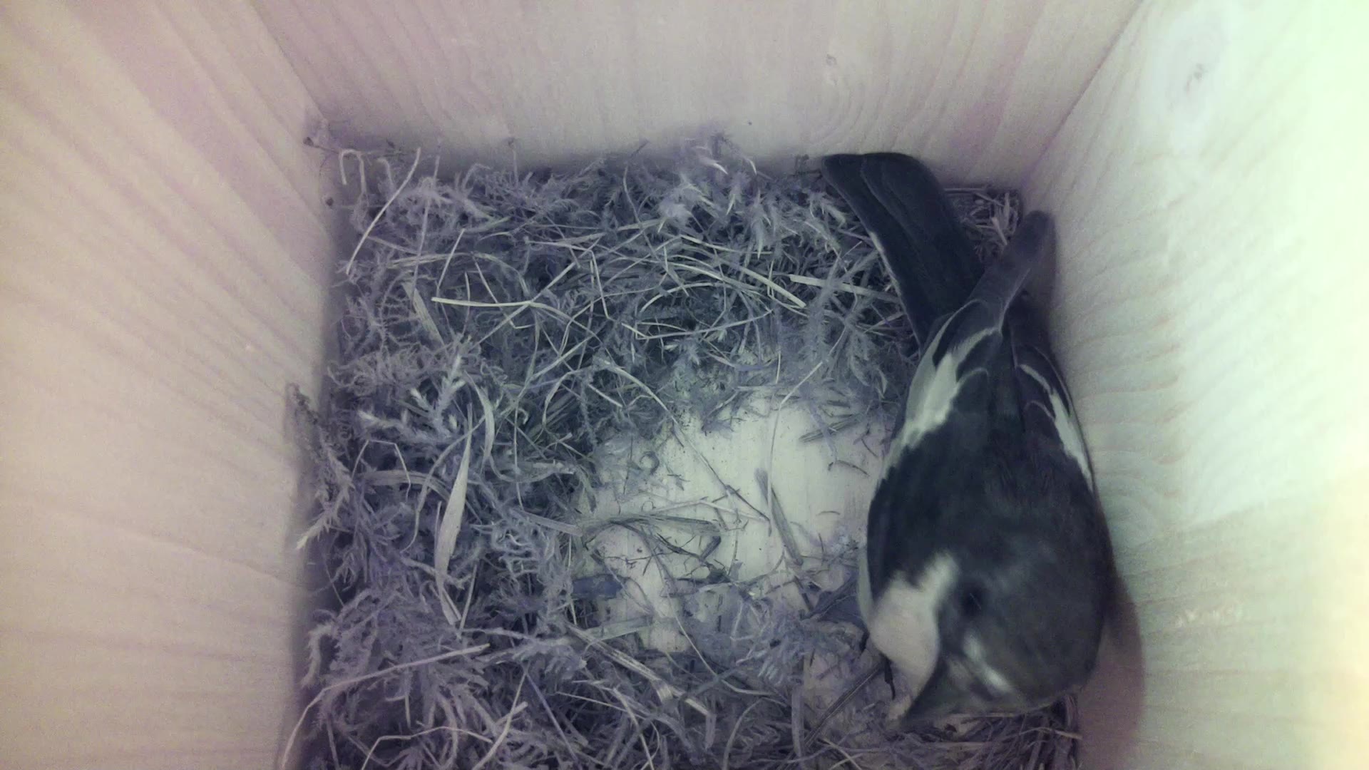 Aufnahme aus dem Vogelhaus