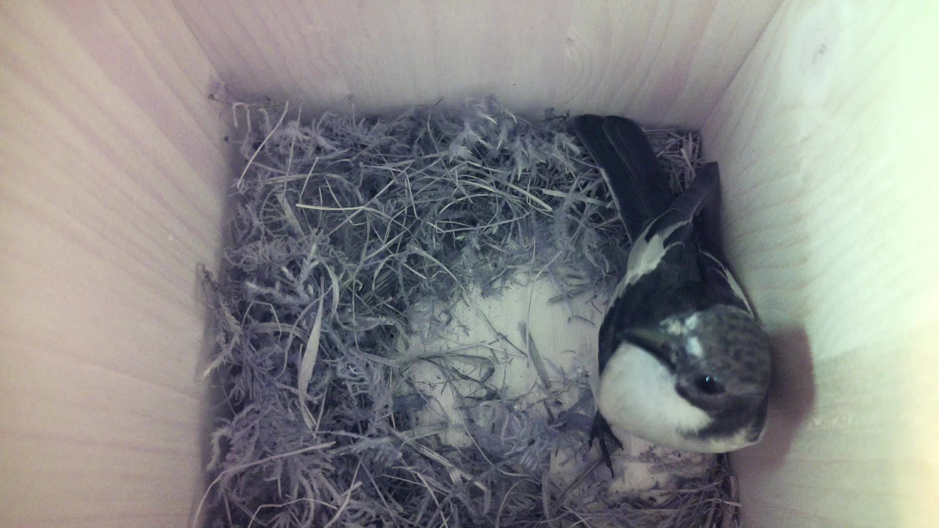 Aufnahme aus dem Vogelhaus