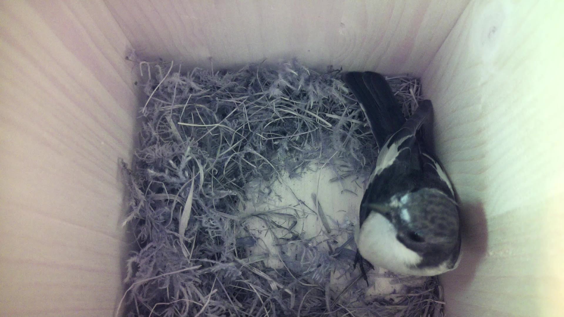 Aufnahme aus dem Vogelhaus