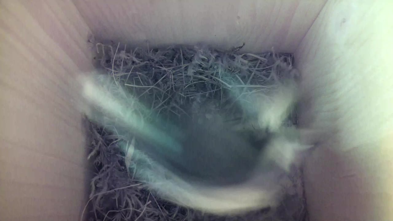 Aufnahme aus dem Vogelhaus