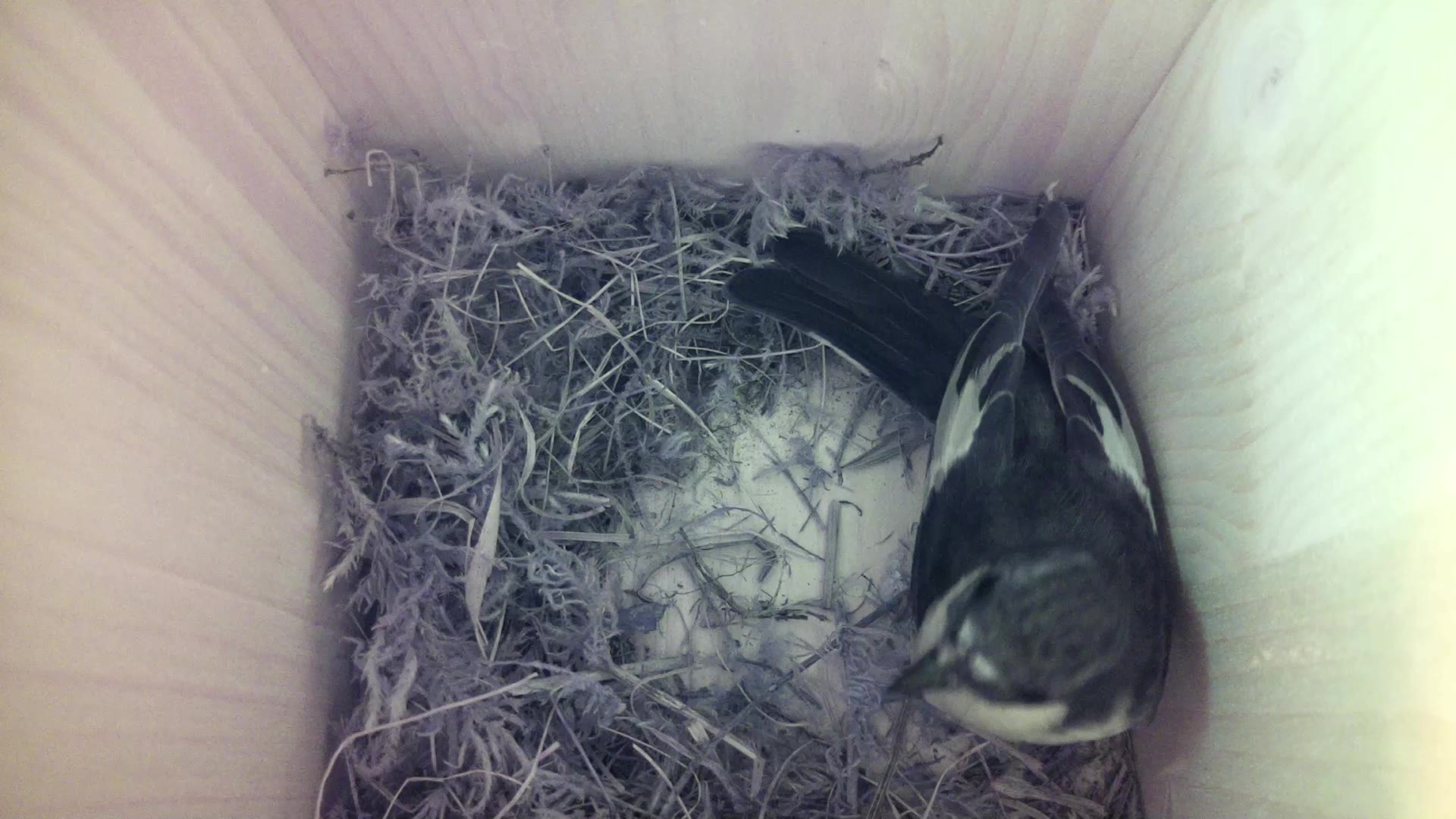Aufnahme aus dem Vogelhaus