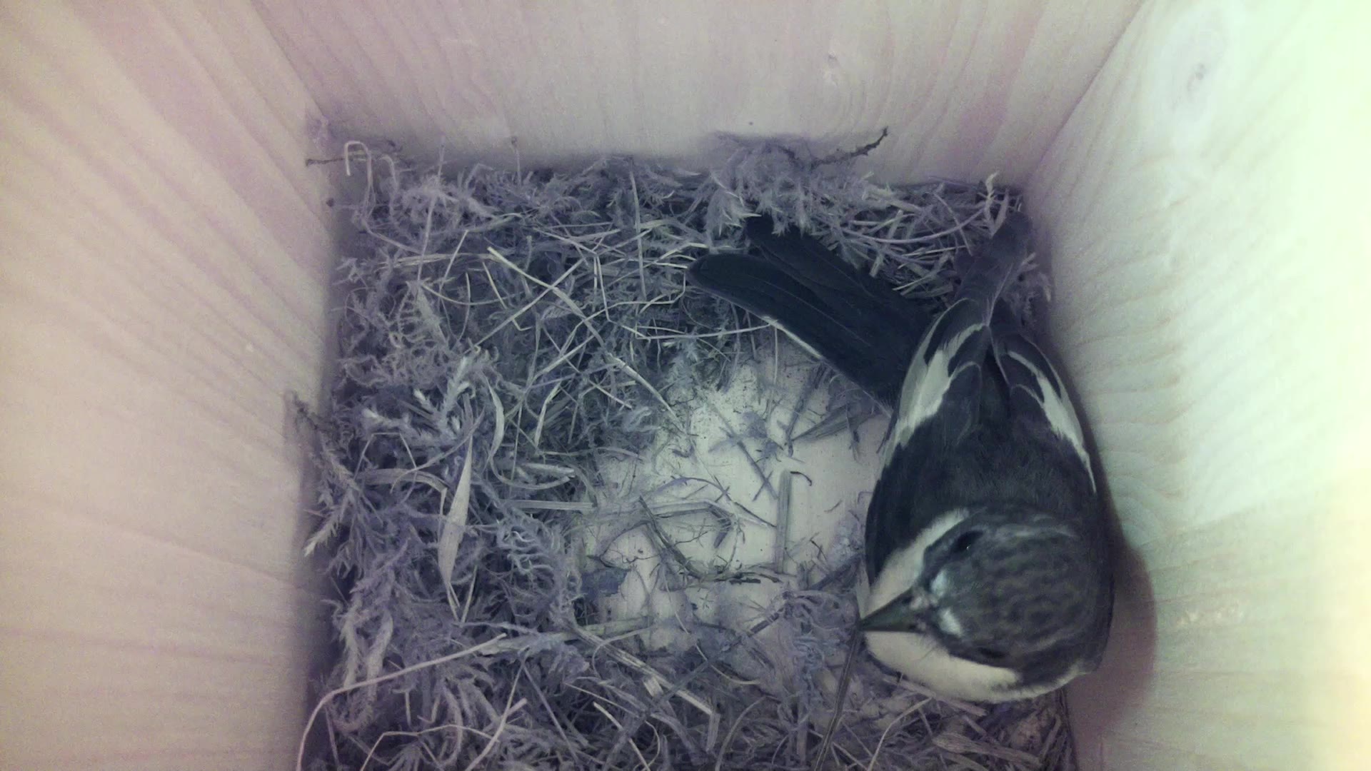 Aufnahme aus dem Vogelhaus