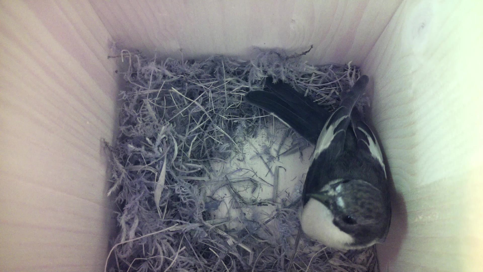 Aufnahme aus dem Vogelhaus