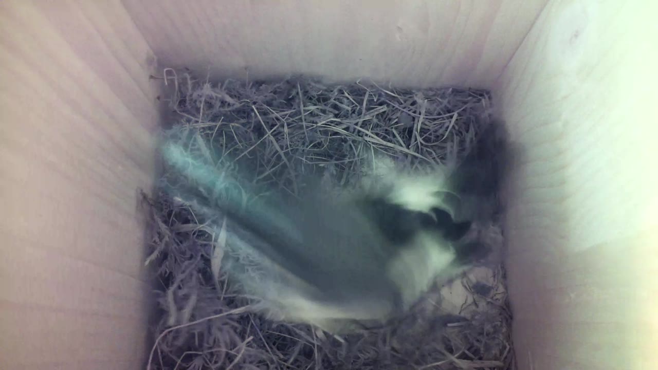 Aufnahme aus dem Vogelhaus