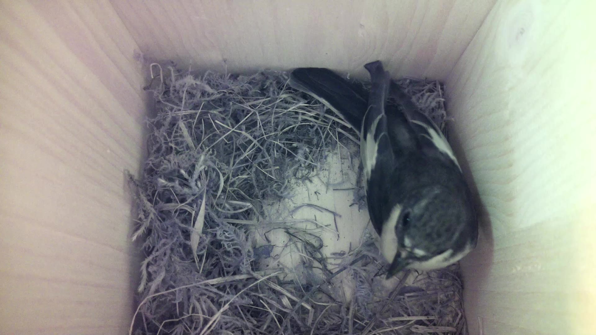 Aufnahme aus dem Vogelhaus