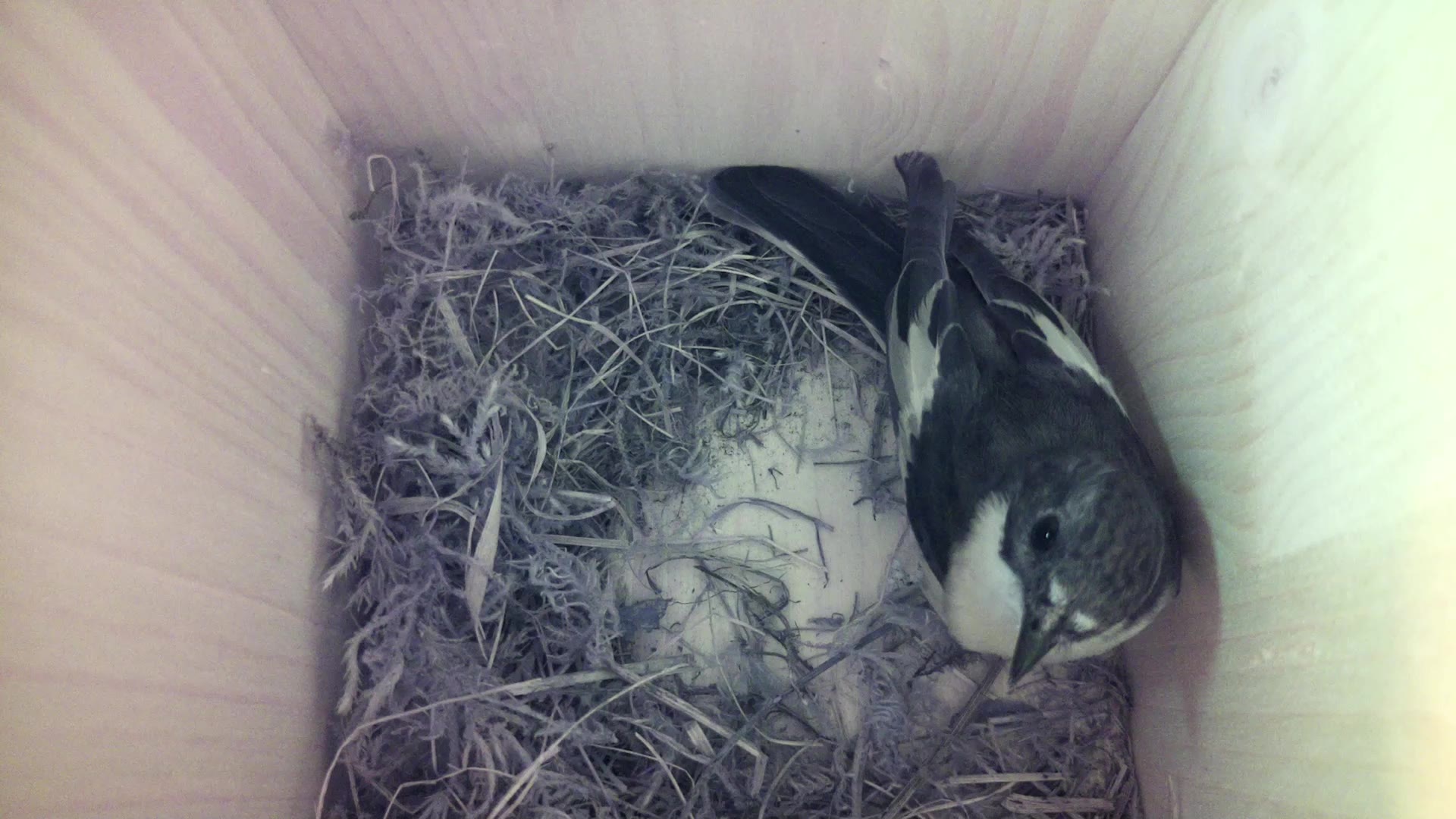 Aufnahme aus dem Vogelhaus