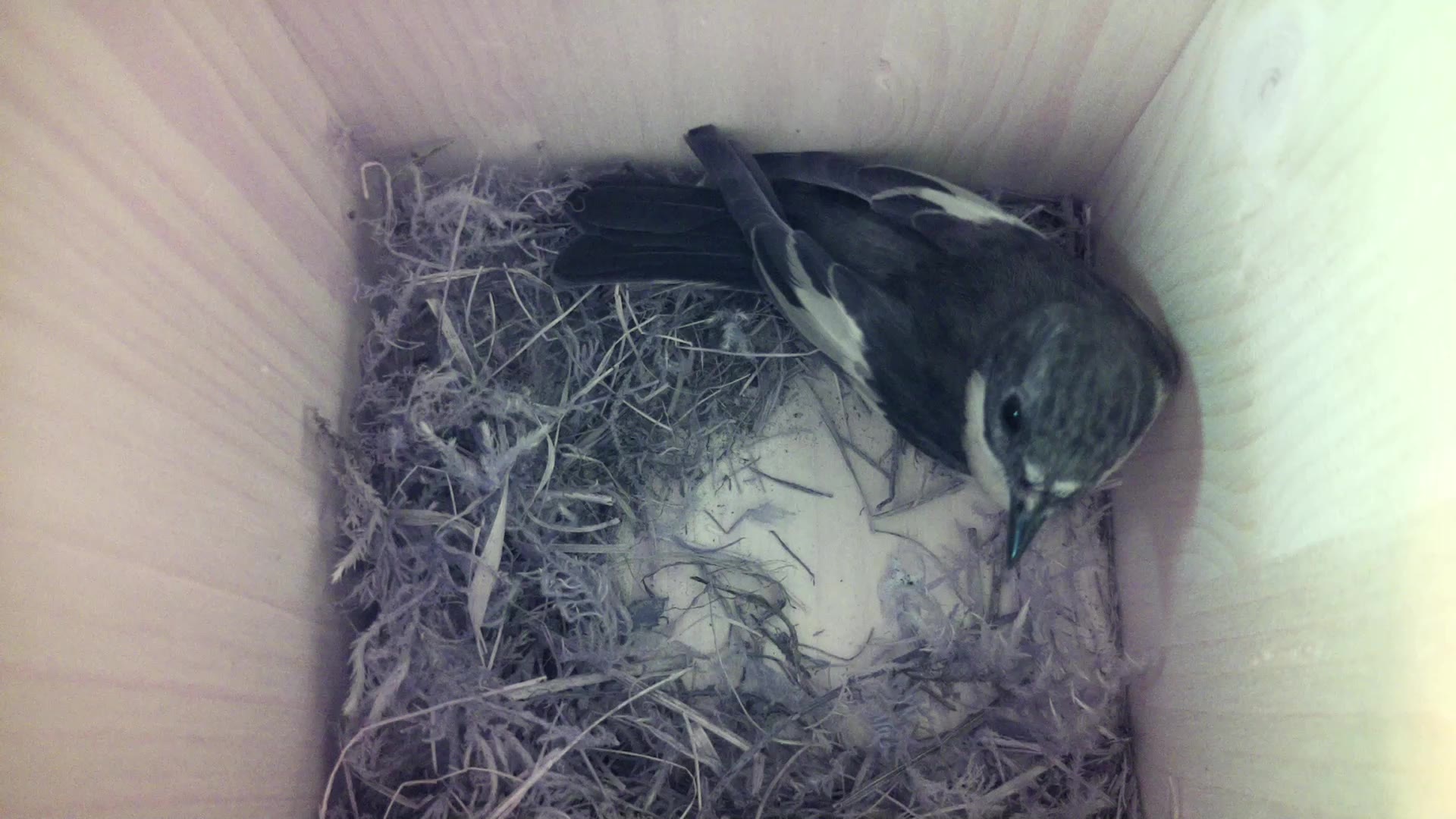 Aufnahme aus dem Vogelhaus