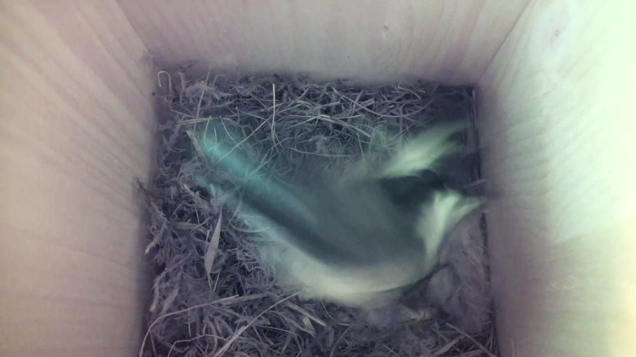 Aufnahme aus dem Vogelhaus