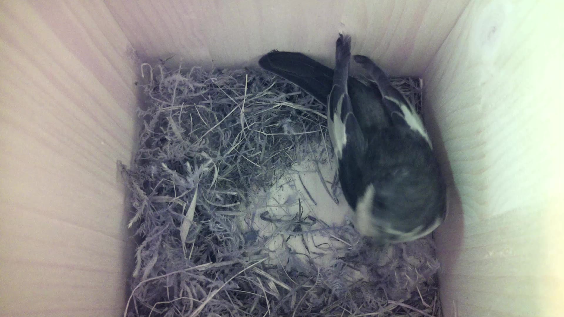 Aufnahme aus dem Vogelhaus