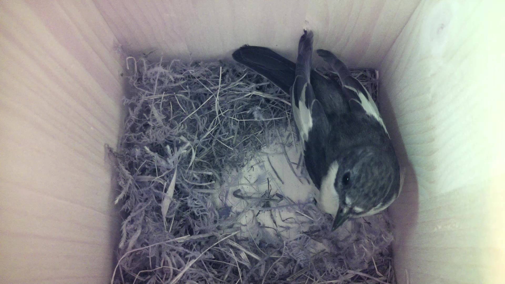 Aufnahme aus dem Vogelhaus