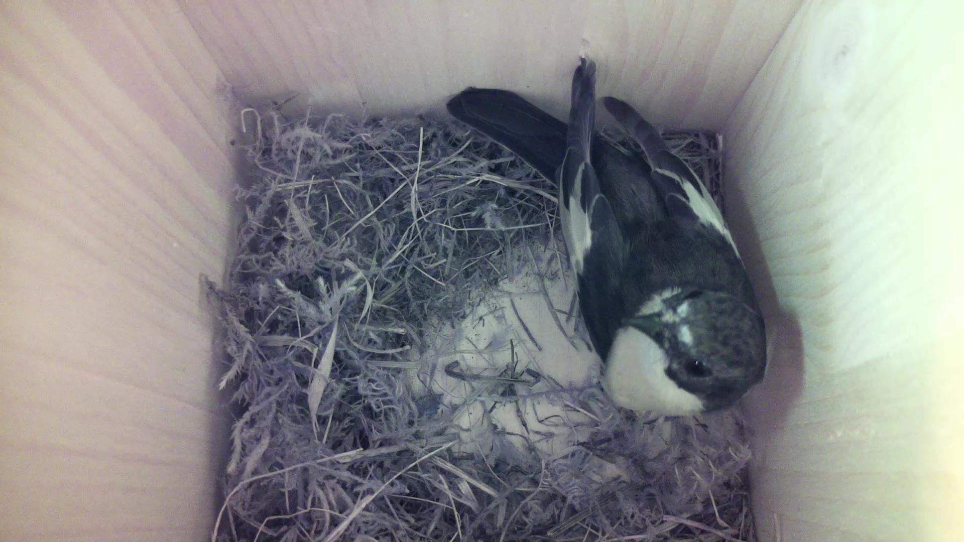 Aufnahme aus dem Vogelhaus