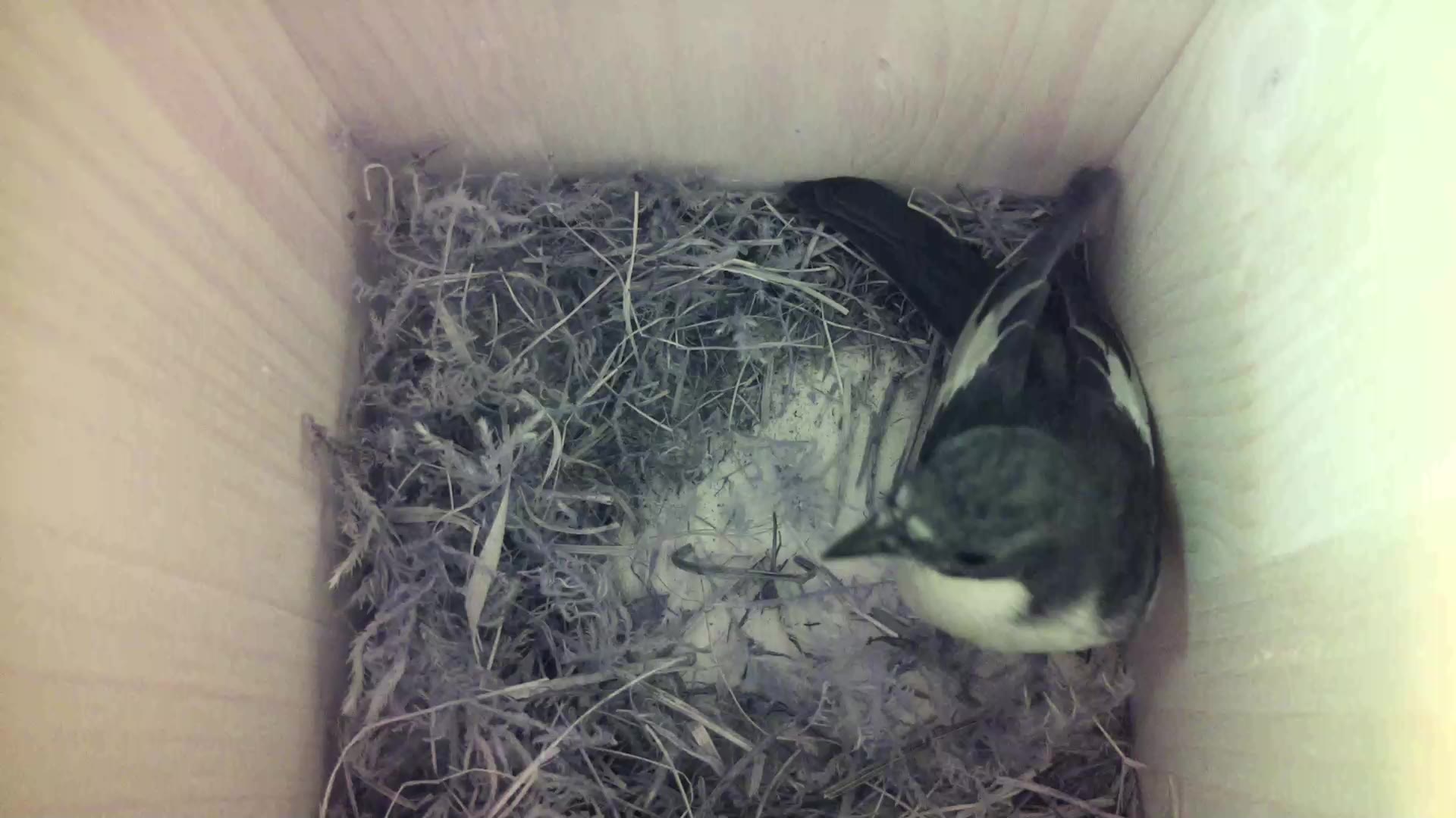 Aufnahme aus dem Vogelhaus