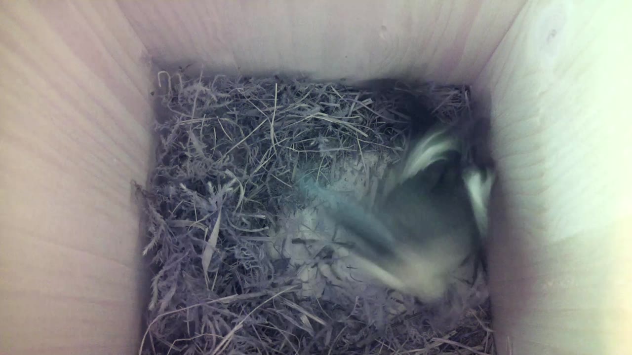 Aufnahme aus dem Vogelhaus