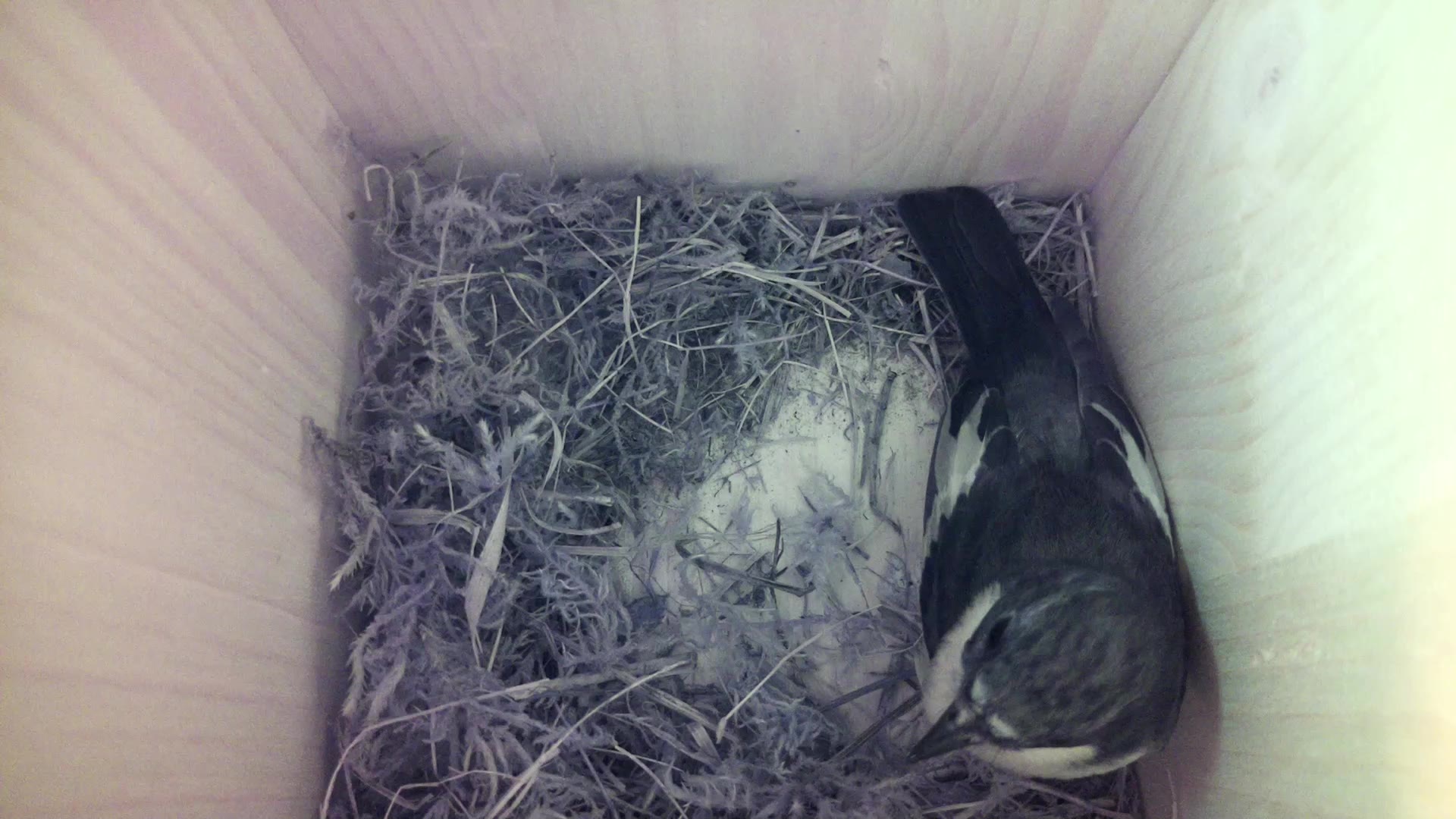 Aufnahme aus dem Vogelhaus
