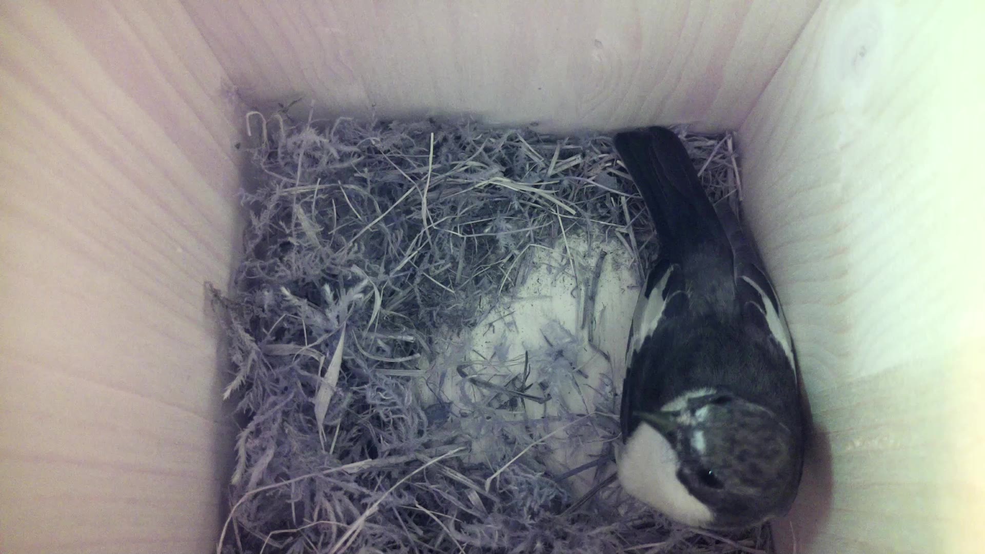 Aufnahme aus dem Vogelhaus