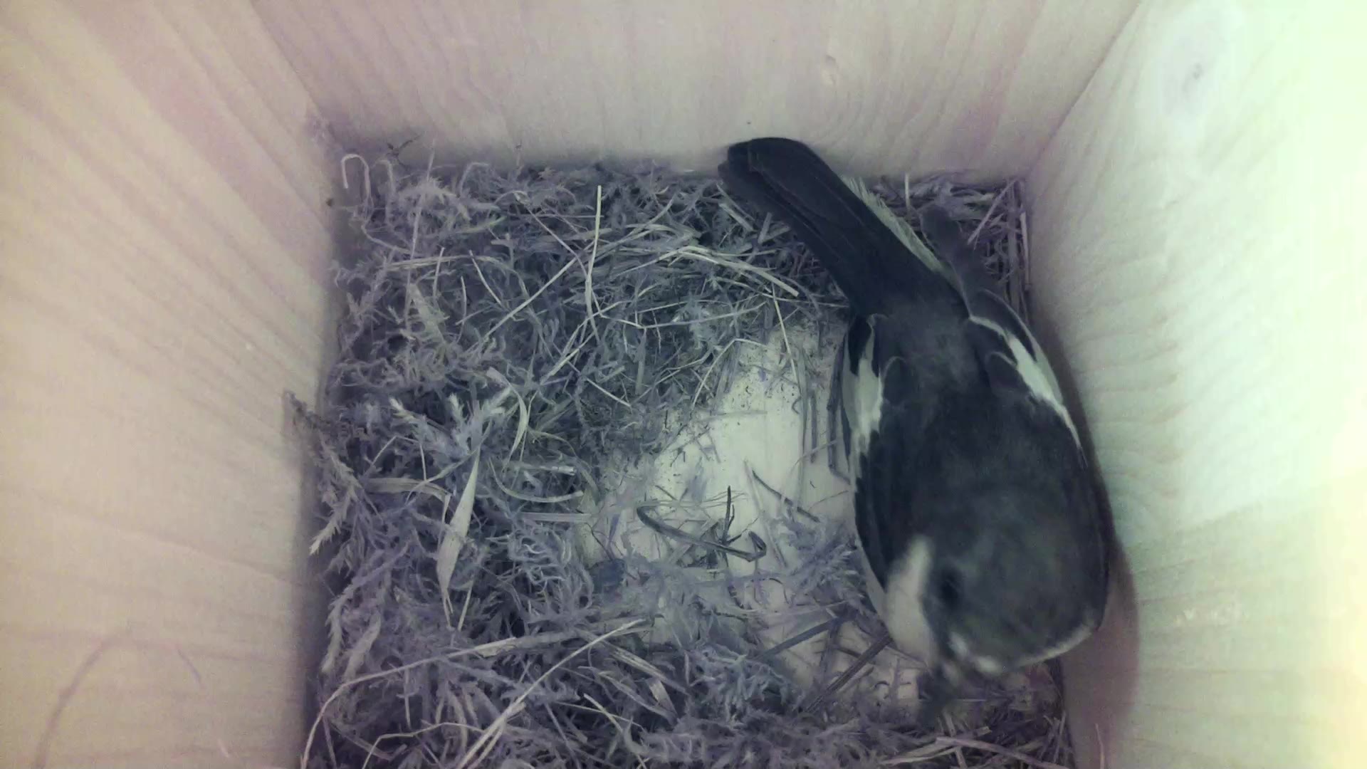 Aufnahme aus dem Vogelhaus
