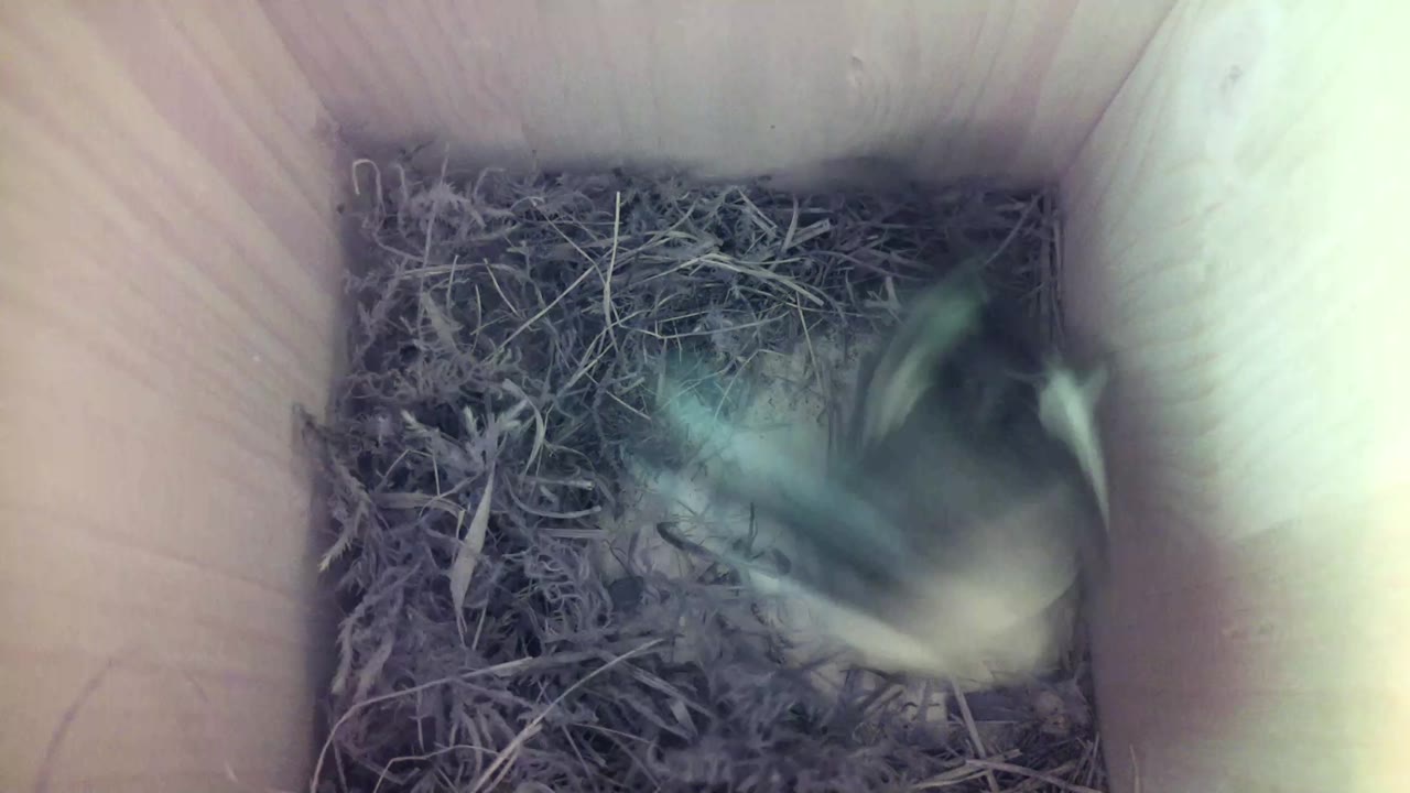 Aufnahme aus dem Vogelhaus