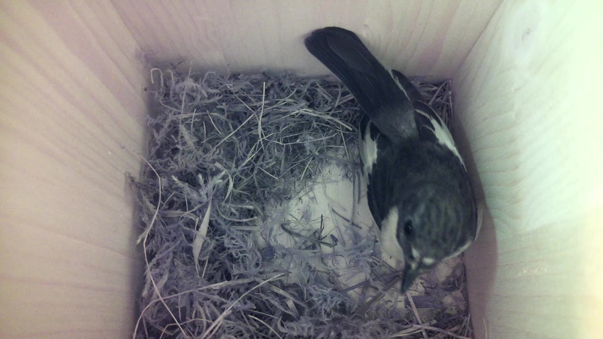 Aufnahme aus dem Vogelhaus