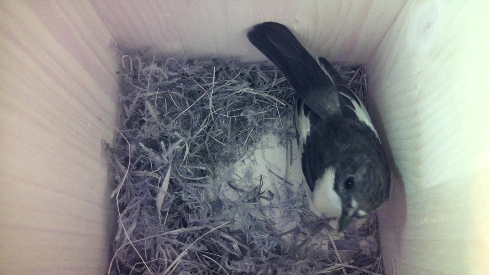 Aufnahme aus dem Vogelhaus