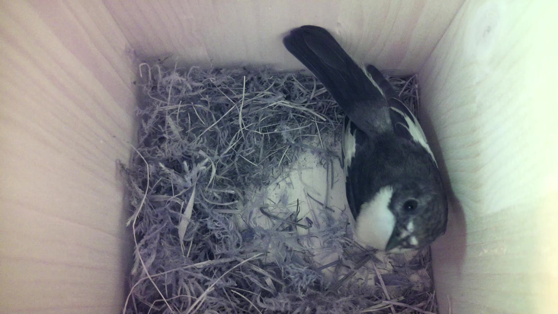Aufnahme aus dem Vogelhaus