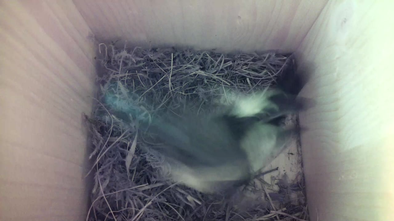 Aufnahme aus dem Vogelhaus