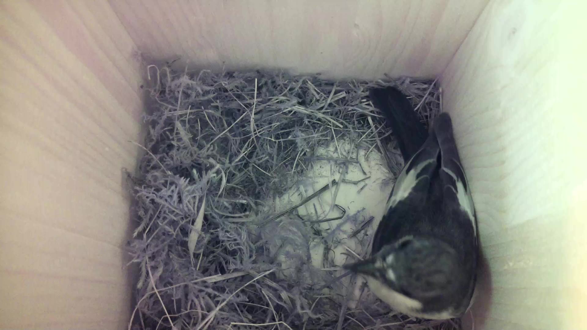Aufnahme aus dem Vogelhaus