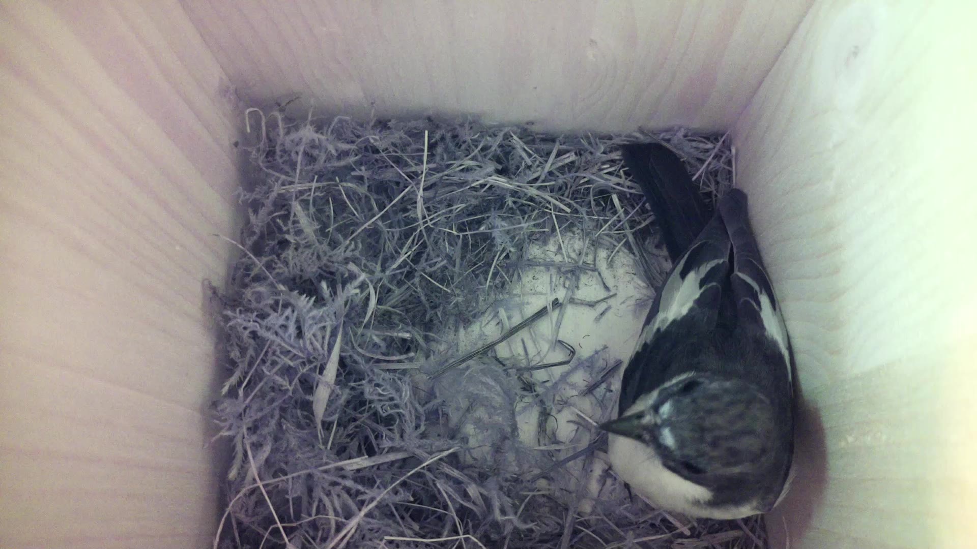 Aufnahme aus dem Vogelhaus