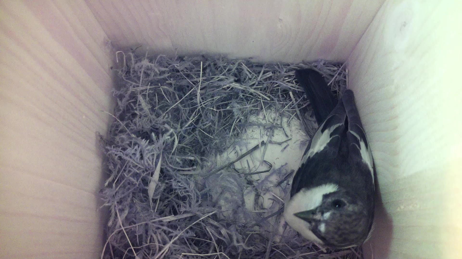 Aufnahme aus dem Vogelhaus