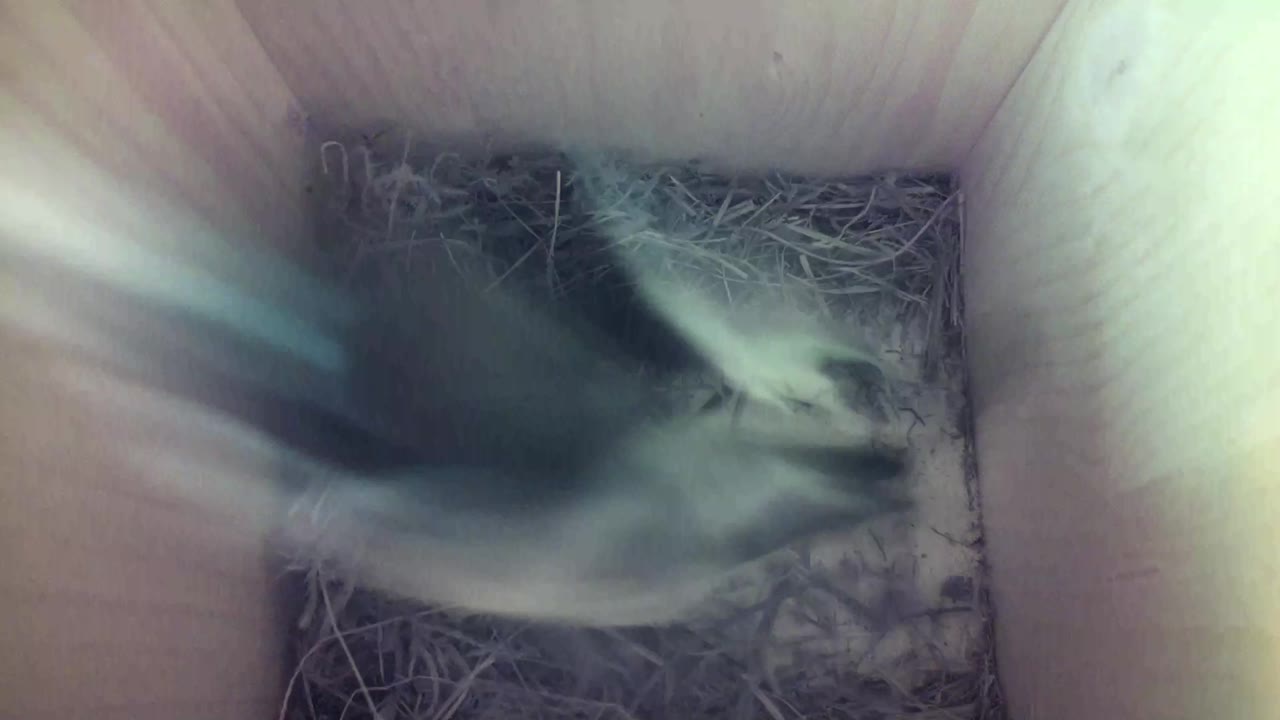 Aufnahme aus dem Vogelhaus