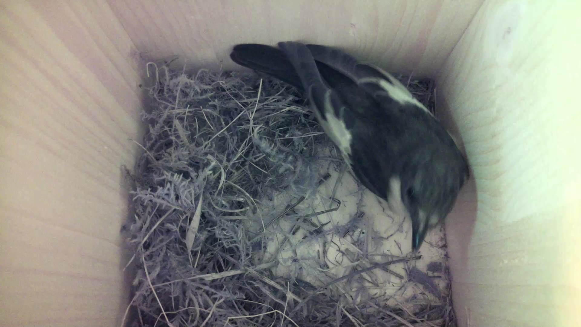 Aufnahme aus dem Vogelhaus