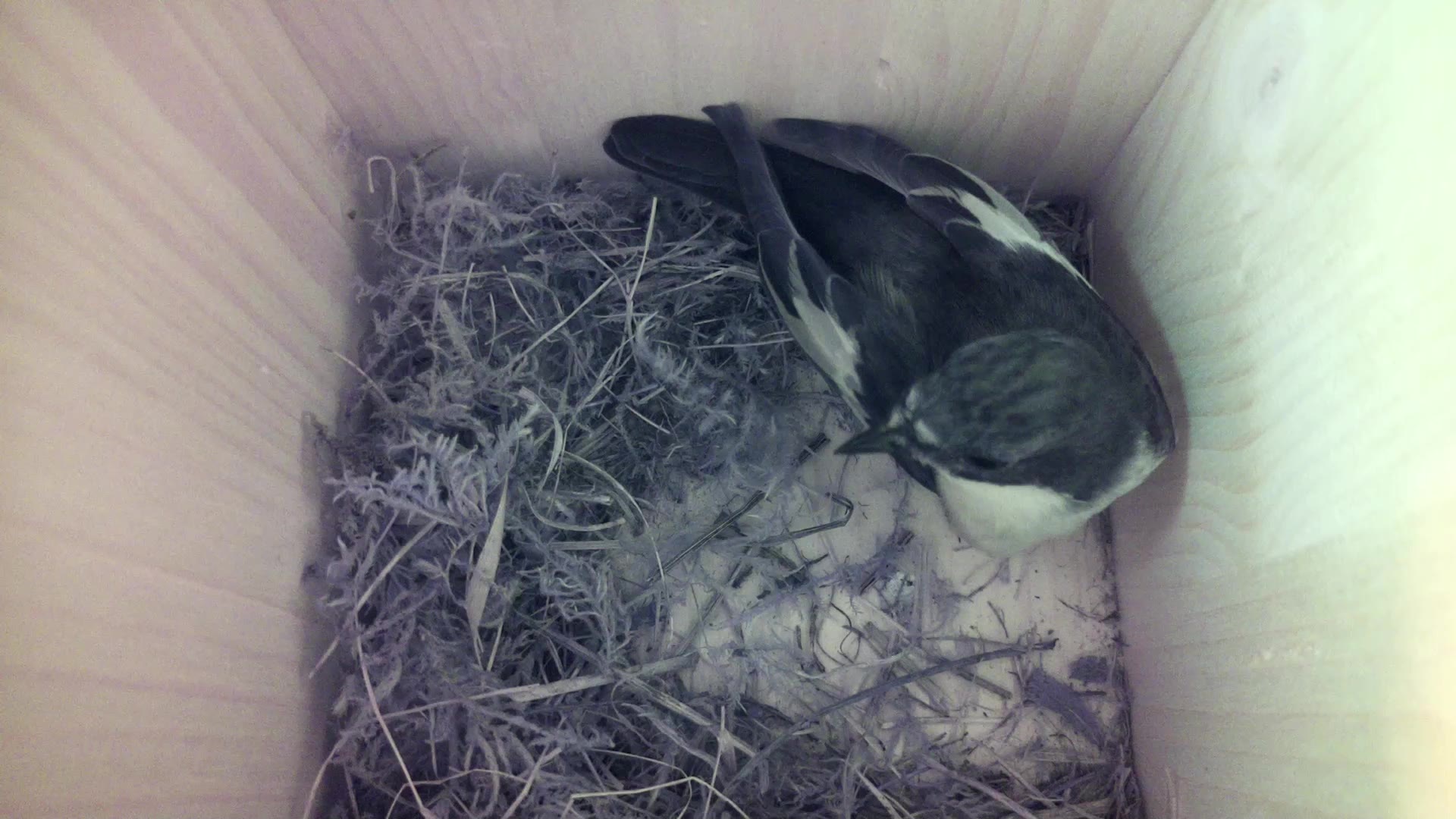 Aufnahme aus dem Vogelhaus