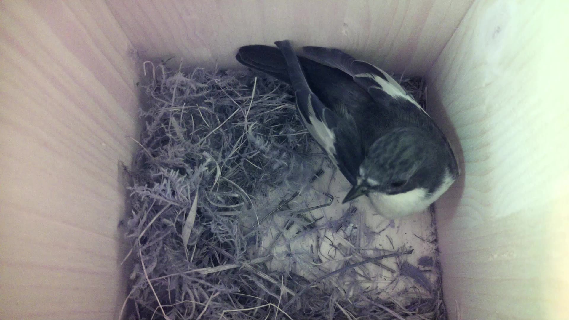 Aufnahme aus dem Vogelhaus