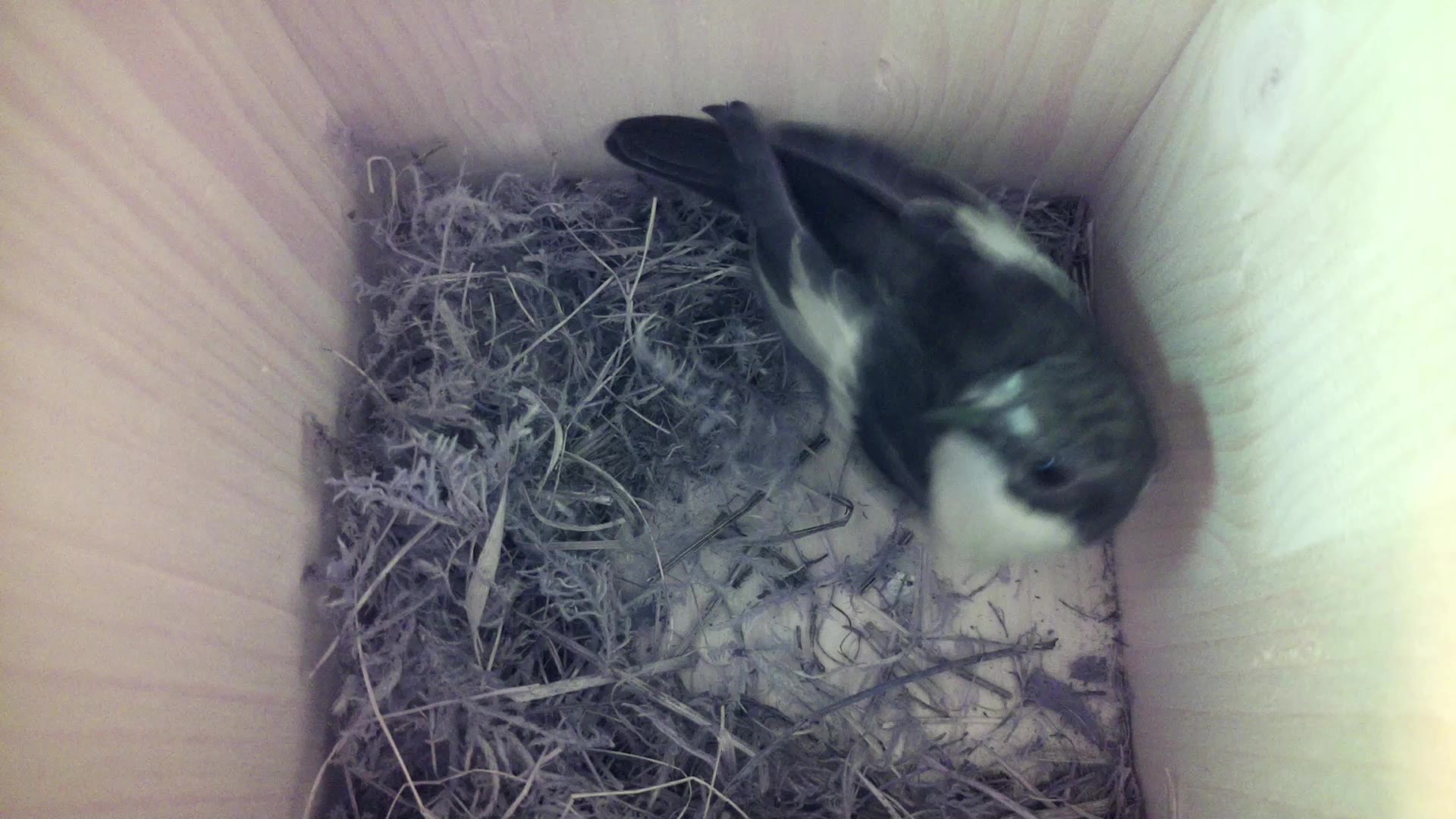 Aufnahme aus dem Vogelhaus