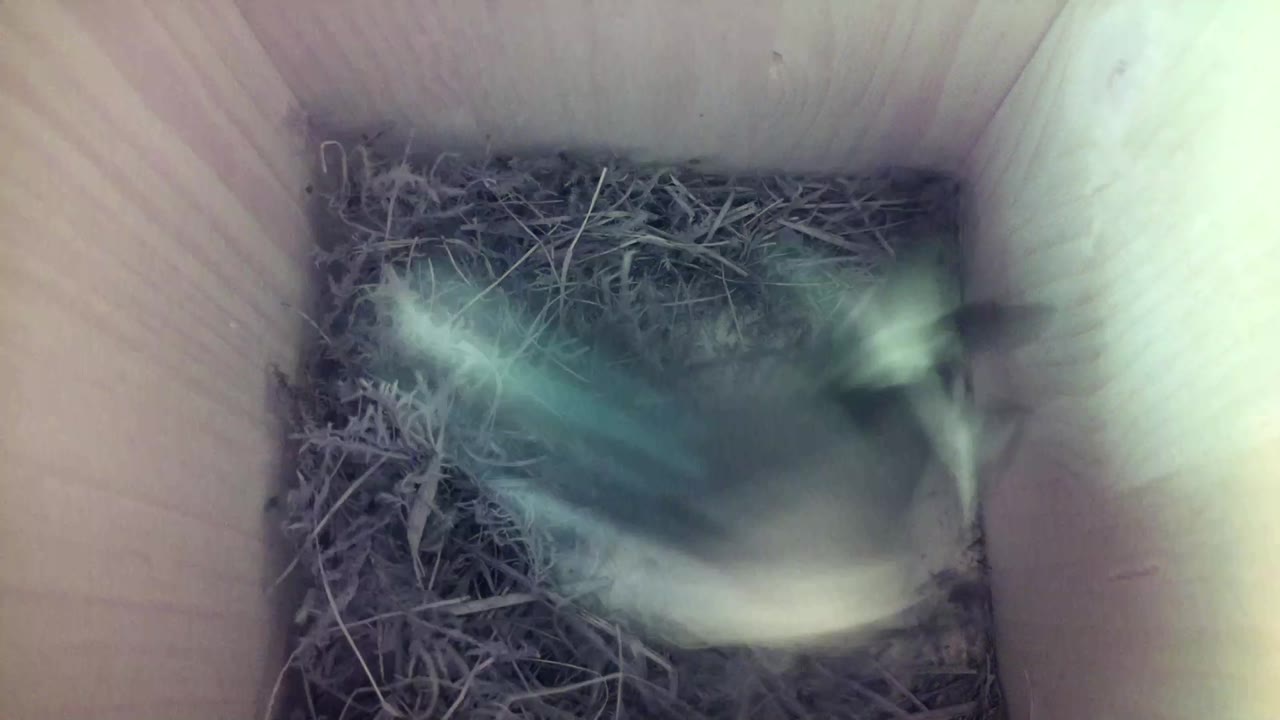 Aufnahme aus dem Vogelhaus