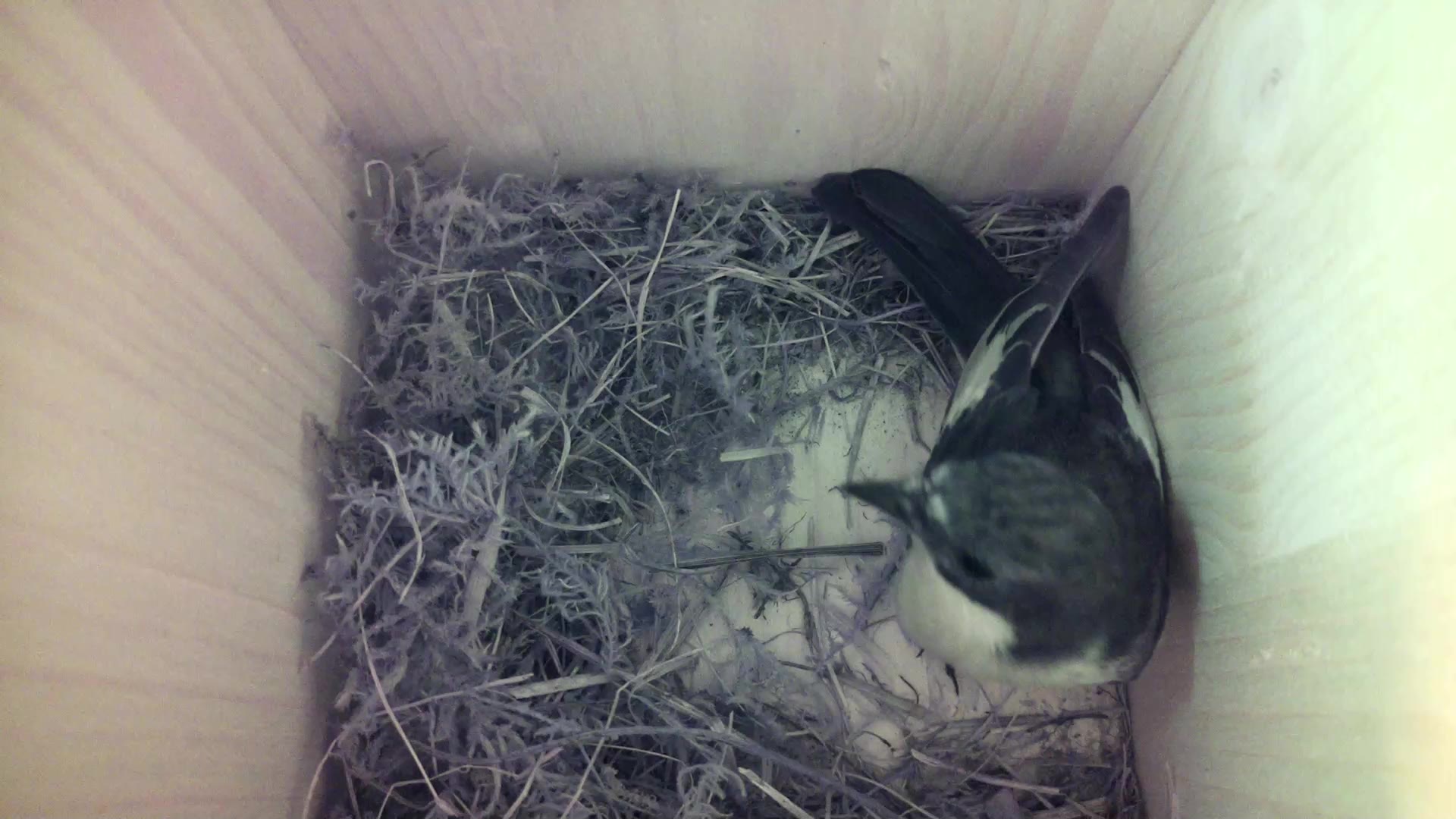 Aufnahme aus dem Vogelhaus
