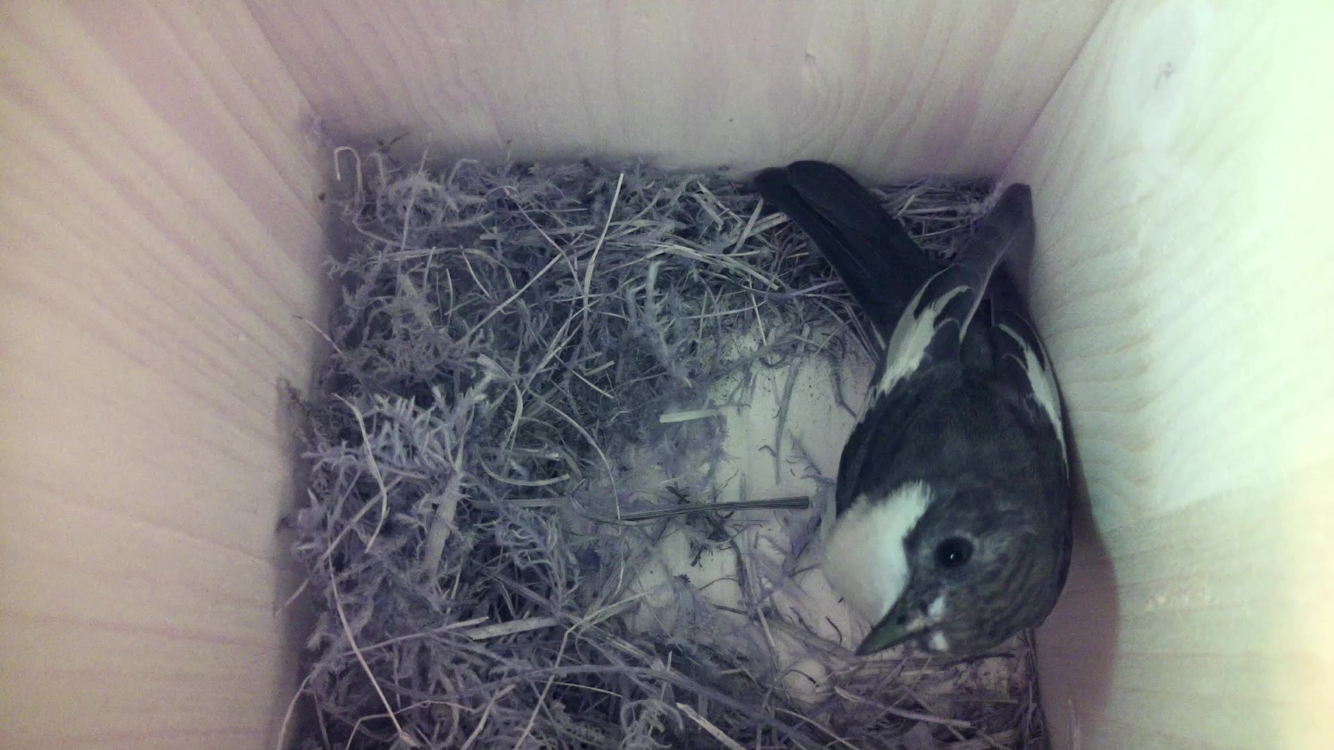 Aufnahme aus dem Vogelhaus
